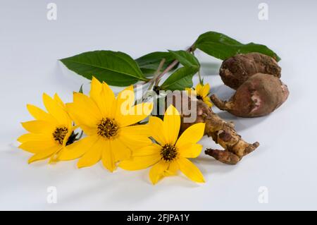 Jerusalem artichoke (Helianthus tuberosus), flowers and roots, earth pear, earth artichoke, root Stock Photo
