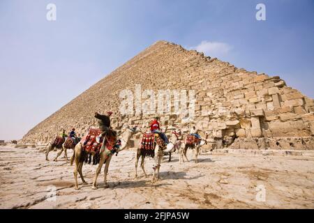 Men on Dromedaries (Camelus dromedarius), Pyramid of Cheops, Cairo, Egypt, Dromedary, One-humped Camel Stock Photo