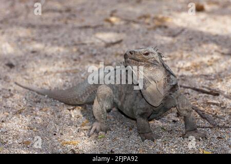 Hispaniolan (Cyclura ricordii) Ground Iguana, Isla Cabritos National Park, Lago Enriquillo, Dominican Republic, Ricord's Iguana Stock Photo