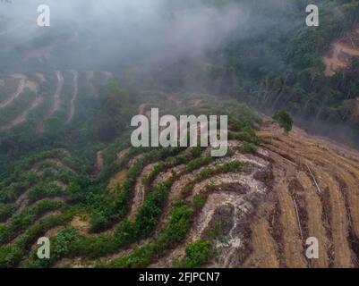 Aerial drone image of Deforestation. Aerial drone footage of rain forest (rainforest) destroyed to make way for oil palm plantations Stock Photo