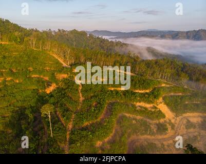 Aerial drone image of Deforestation. Aerial drone footage of rain forest (rainforest) destroyed to make way for oil palm plantations Stock Photo