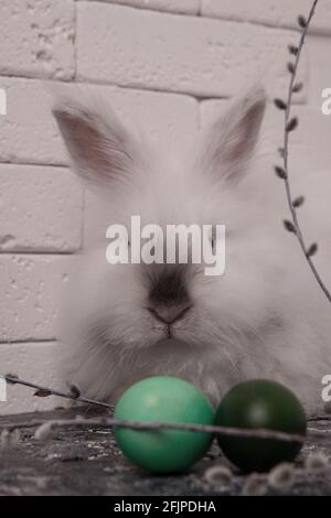 White fluffy rabbit lies. Easter gingerbread. Easter and colorful eggs. Willow twig and wicker basket Stock Photo
