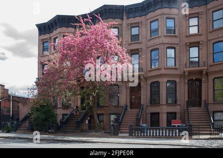 A row of brownstone buildings in Park Slope, Brooklyn. Spring with blooming tree in the city Stock Photo