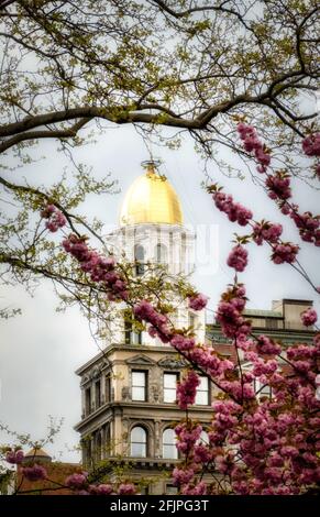 The Sohmer Building is viewed through the cherry blossoms in Madison Square Park, New York City, USA