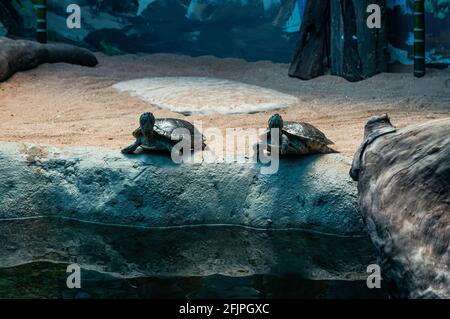 A D'Orbigny's slider (Trachemys dorbigni - a species of water turtle in the family Emydidae) standing on rock edge inside his animal enclosure. Stock Photo