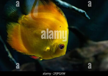An yellow Discus fish (Symphysodon - a genus of cichlids native to the Amazon river basin) swimming in his enclosure at Sao Paulo aquarium. Stock Photo