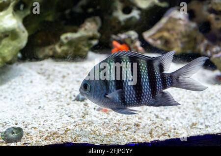 Close up shot of a Sergeant major (Abudefduf saxatilis - a species of damselfish) swimming near the bottom of his decorated water tank. Stock Photo