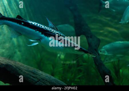 A Lima shovelnose catfish (Sorubium lima, Duckbill catfish - species of fish of Pimelodidae family) swimming in his freshwater tank. Stock Photo