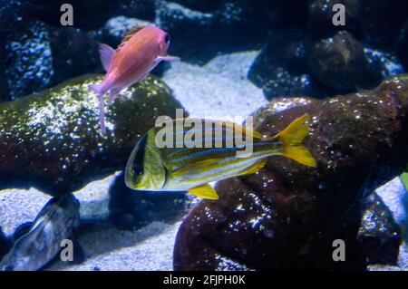 A Porkfish (Anisotremus virginicus - species of grunt native to the western Atlantic Ocean, Caribbean Sea and Gulf of Mexico) swimming in a tank. Stock Photo