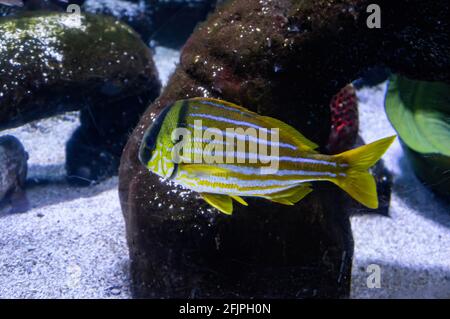 A Porkfish (Anisotremus virginicus - species of grunt native to the western Atlantic Ocean, Caribbean Sea and Gulf of Mexico) swimming in a tank. Stock Photo