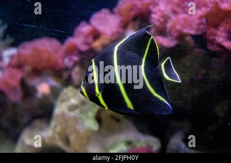 A French angelfish (Pomacanthus paru juvenile - species of marine ray-finned fish) swimming inside his marine water tank in Sao Paulo aquarium. Stock Photo