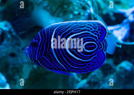 An Emperor angelfish (Pomacanthus imperator Juvenile - species of marine angelfish) swimming inside his decorated water tank in Sao Paulo aquarium. Stock Photo