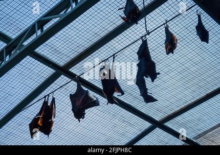 A group of Large flying foxes (Pteropus vampyrus - a southeast Asian species of megabat) hanging upsidedown inside his animal enclosure. Stock Photo