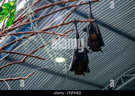 A couple of Large flying foxes (Pteropus vampyrus - a southeast Asian species of megabat) hanging upsidedown inside his animal enclosure. Stock Photo