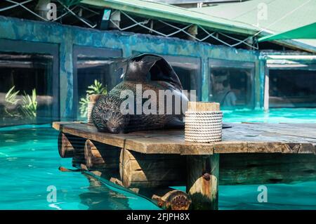 A South American fur seal (Arctocephalus australis) doing some stretching at the edge of a wooden pier inside his animal enclosure. Stock Photo