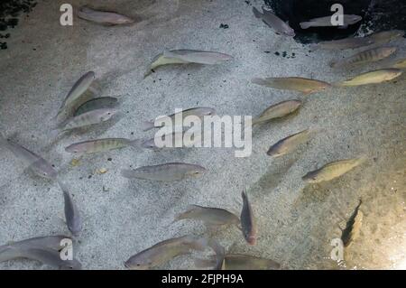 A shoal of Nile tilapias (Oreochromis niloticus - a species of tilapia) swimming in a shallow water tank in São Paulo aquarium. Stock Photo