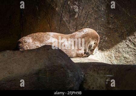 A Subantarctic fur seal (Arctocephalus tropicalis - a medium size seal) taking some sun in a rocky corner inside his animal enclosure in Sao Paulo aqu Stock Photo