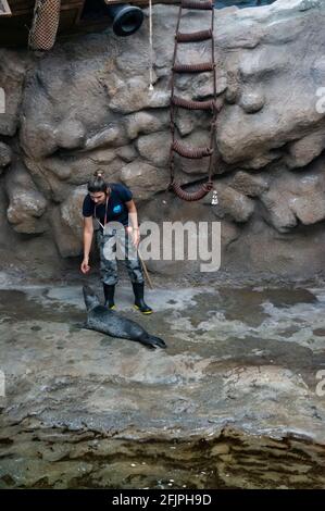 An Harbor Seal (Phoca vitulina - also known as the common seal) being trained by a zoo keeper inside his water tank in Sao Paulo Aquarium. Stock Photo