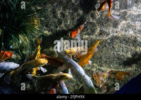 A shoal of Common carps (Cyprinus carpio - freshwater fish of eutrophic waters in lakes and large rivers) swimming in one of the water tanks. Stock Photo