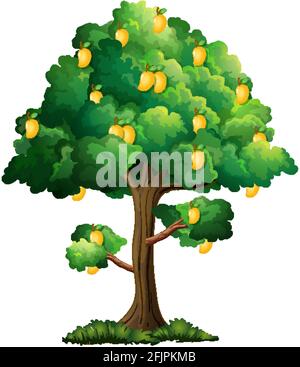 Yellow mango tree isolated on white background illustration Stock Vector