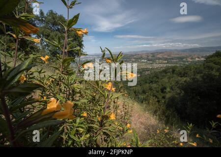 Sticky or orange bush monkeyflower (Diplacus aurantiacus) a flowering plant native to California blooming in Pleasanton ridge regional park. Stock Photo