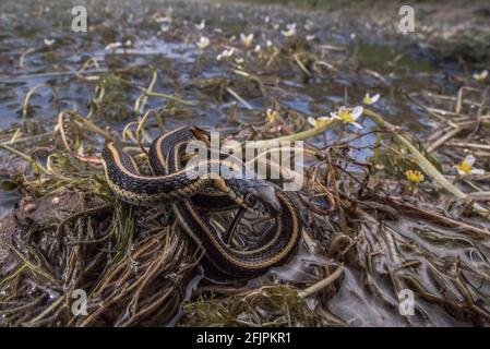 A baby aquatic gartersnake (Thamnophis atratus zaxanthus) next to a pond in California. Stock Photo