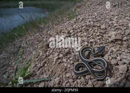 A baby aquatic gartersnake (Thamnophis atratus zaxanthus) next to a pond in California. Stock Photo