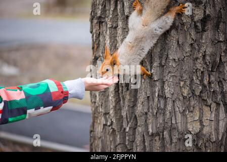 shaggy squirrel comes down from the tree and eats from his hands Stock Photo