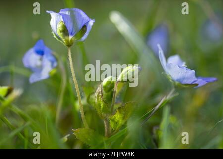 Sky blue flowers of the Veronica filiformis or Slender Speedwell, Creeping Speedwell, Threadstalk Speedwell or Whetzel Weed are ground covers Stock Photo