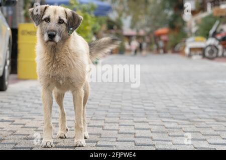 Portrait of the stray dog with an ear tag and sad eyes Stock Photo