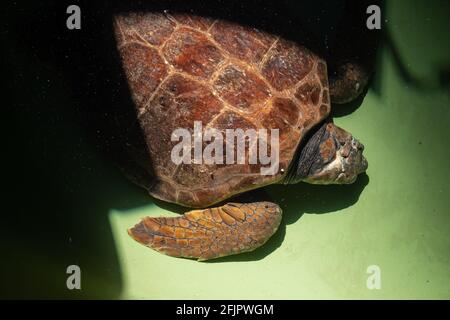 Injured sea turtle in the pool at rehabilitation center Stock Photo