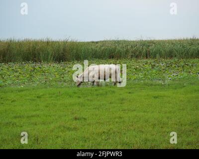 Thai cow standing on the edge of stream, Cows grazing in the green fields have mountains covered with white cloud and blue sky in background Stock Photo