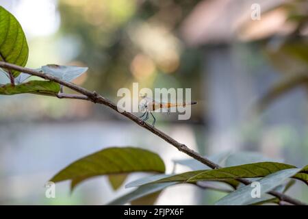 A dragonfly sitting on a red guava tree branch Stock Photo