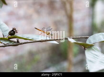 Beautiful dragonfly resting on a red guava tree branch Stock Photo
