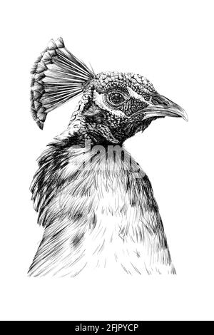Sketch of peacock, Hand drawn illustration Stock Vector Image & Art - Alamy