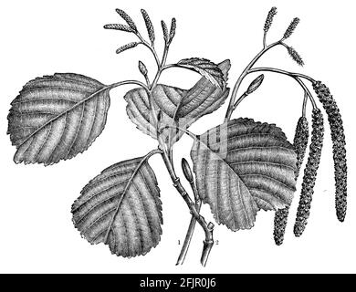 alder / Alnus glutinosa / Schwarz-Erle (botany book, 1905) Stock Photo