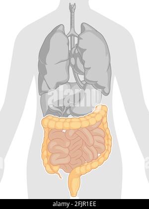 Intestine Digestive System Body Part Anatomy Cartoon Vector Drawing Stock Vector