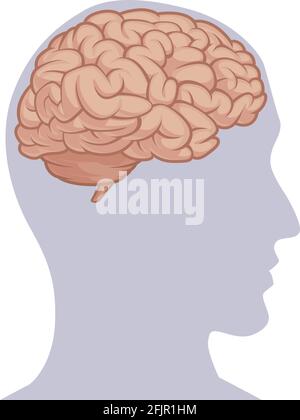 Brain Nervous System Body Organ Anatomy Diagram Chart Vector Stock Vector