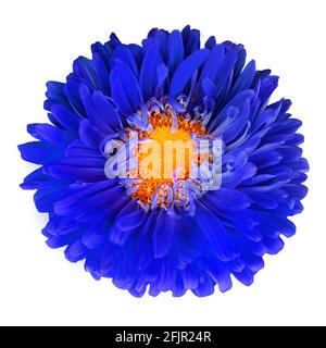 Bright blue decorative flower isolated on white background. Summer flower. Macro. Top view Stock Photo