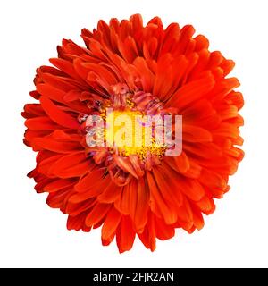Bright red decorative flower isolated on white background. Summer flower. Macro. Top view Stock Photo