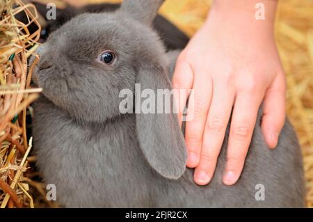 Close-up of a Children's Hand Petting a Rabbit Stock Photo