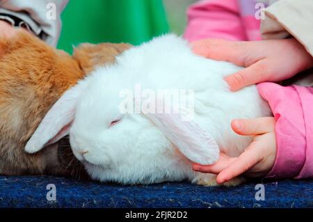 Close-up of a Children's Hand Petting a Rabbit Stock Photo