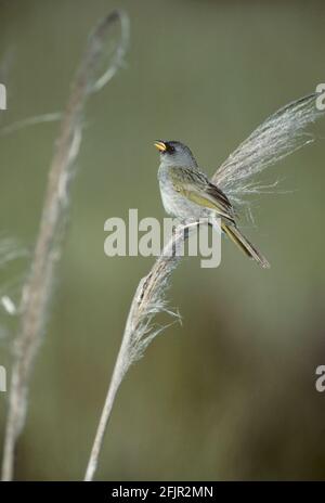 Great Pampa Finch on Pampas Grass Embernagra platensis Pampas, Argentina BI002369 Stock Photo