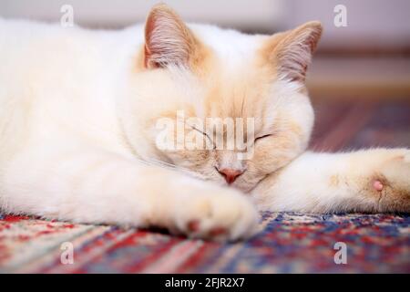 Nice white charming British cat posing for photos in a big room on the carpet Stock Photo
