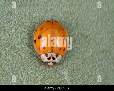 Harmonia axyridis on a leaf Stock Photo