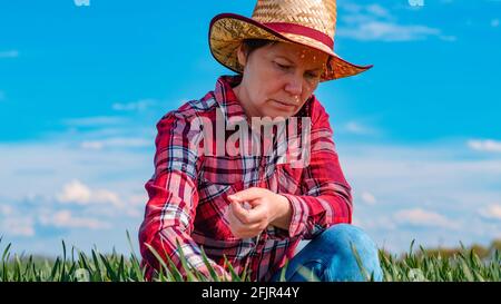 Female farmer checking young green wheat cereal crops in field, selective focus Stock Photo