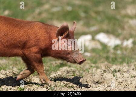 tamworth piglet close up walking Stock Photo