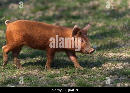 tamworth piglet close up walking Stock Photo