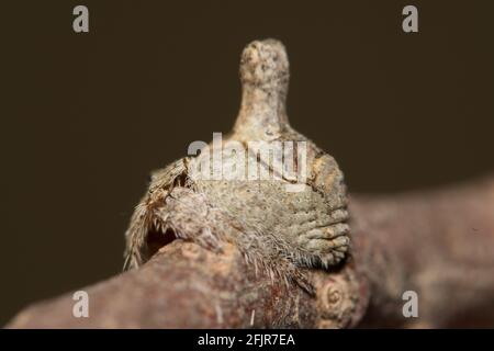 Turreted Wrap Around Spider, rear angle. Stock Photo