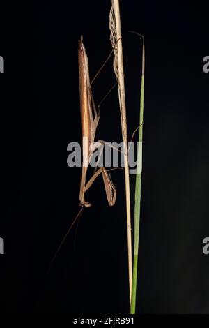 Brown Mantis, Tenodera sinensis, Satara, Maharashtra, India Stock Photo